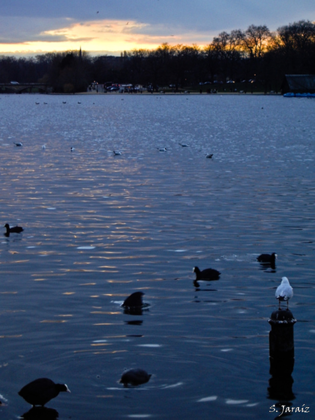 Anochece en Hyde Park